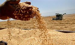 ارسال بذرهای اصلاح شده گندم و جو به سایر استان‌ها